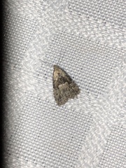 Hypenodes franclemonti