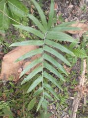 Amblovenatum terminans