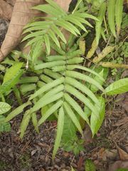 Amblovenatum terminans