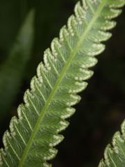 Amblovenatum terminans