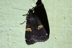 Hydrillodes gravatalis