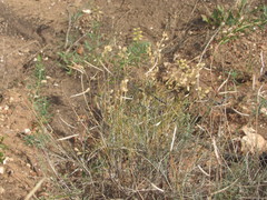 Astragalus ucrainicus