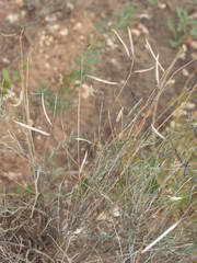 Astragalus ucrainicus