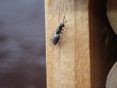 Torymidae