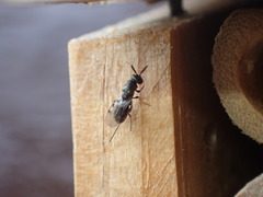 Torymidae