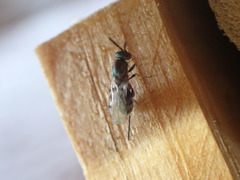 Torymidae