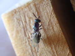 Torymidae