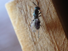 Torymidae