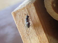 Torymidae