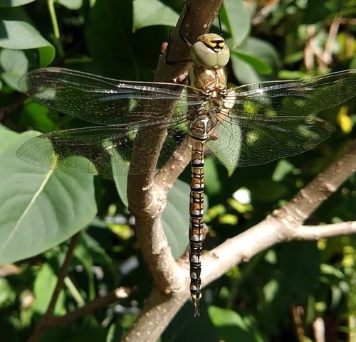Migrant Hawker, Vinkenlaan, Delft, Zuid-Holland, NL, photo 7 of 10