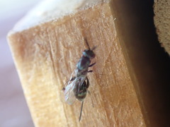Torymidae