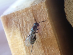 Torymidae