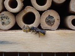 Heriades truncorum
