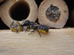 Heriades truncorum
