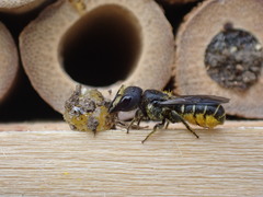 Heriades truncorum