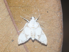 Cirrhochrista bracteolalis
