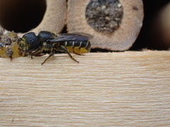 Heriades truncorum