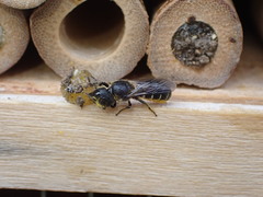 Heriades truncorum