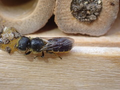 Heriades truncorum
