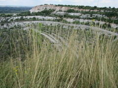 Stipa tirsa
