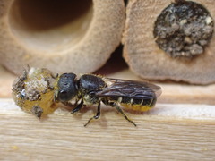 Heriades truncorum