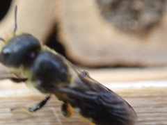 Heriades truncorum