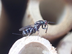 Torymidae