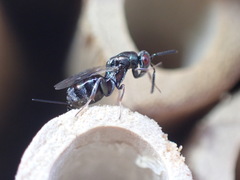 Torymidae