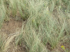 Stipa tirsa