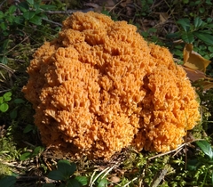 Ramaria boreimaxima