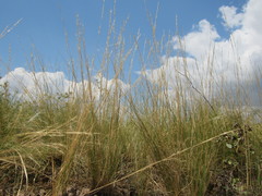 Stipa tirsa