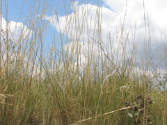 Stipa tirsa
