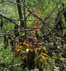 Tillandsia roland-gosselinii
