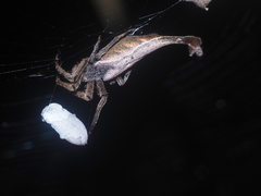 Arachnura melanura