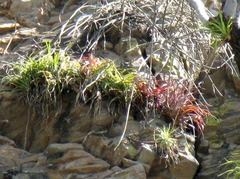 Tillandsia capitata