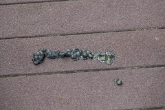 Paradoxurus musangus