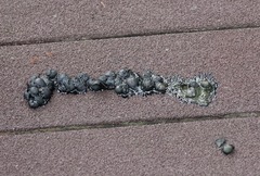 Paradoxurus musangus