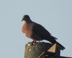 Streptopelia chinensis