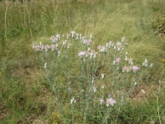 Jurinea stoechadifolia