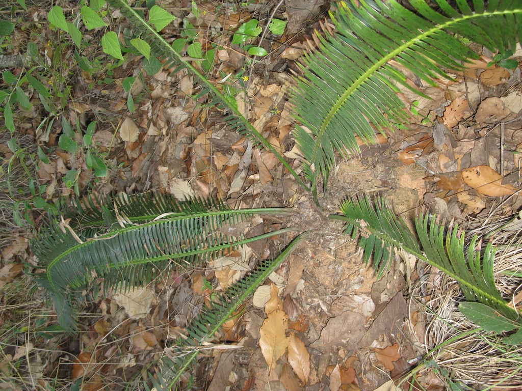 Dioon stevensonii