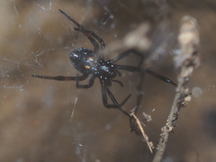 Steatoda cingulata