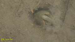 Triops longicaudatus