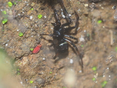 Steatoda cingulata