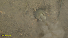 Triops longicaudatus