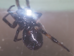 Steatoda cingulata