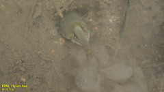 Triops longicaudatus