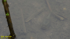 Triops longicaudatus