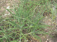 Jurinea stoechadifolia