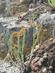 Allium vodopjanovae