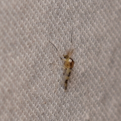 Cricotopus sylvestris